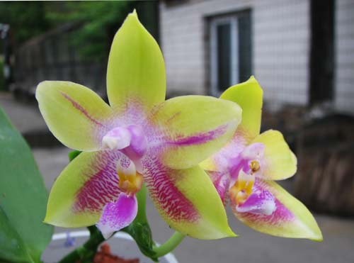 Phalaenopsis (speciosa 'c-1' x violacea) x Phalaenopsis LD's Bear Queen