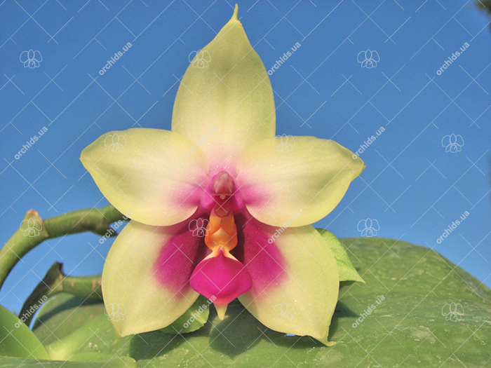 Phalaenopsis bellina 'Chen'