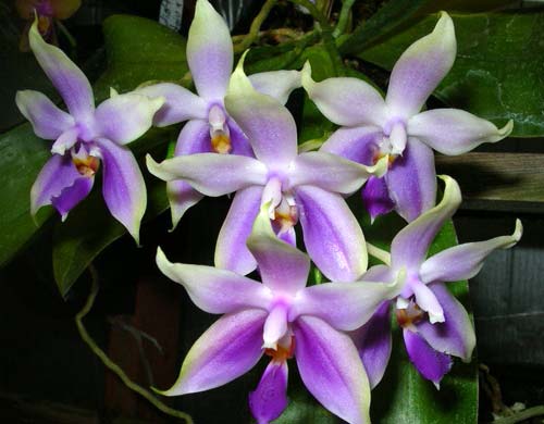 Phalaenopsis bellina blue x violacea indigo