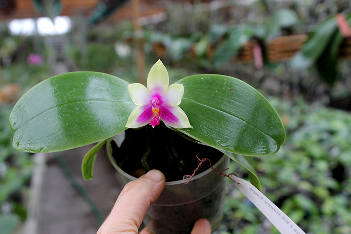 Phalaenopsis bellina x KS Happy Eagle