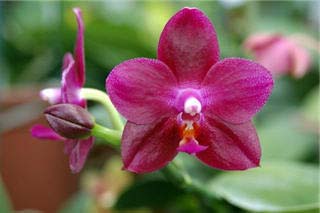 Phalaenopsis Ember 'Yaphon'