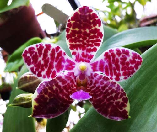 Phalaenopsis gigantea 'KF' x lueddemanniana 'KF#8'