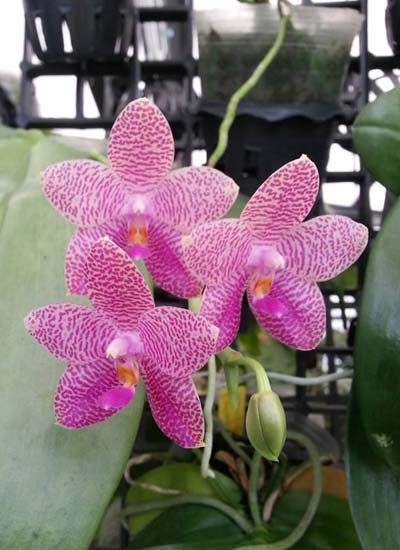 Phalaenopsis gigantea x violacea blue