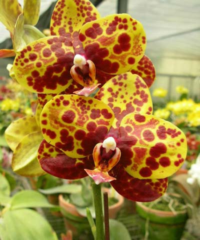 Phalaenopsis Haur Jih Princess 'Python'