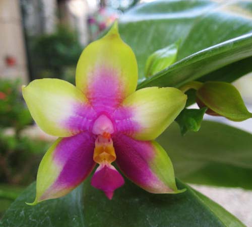 Phalaenopsis KS Happy Eagle 'LD' x Phalaenopsis bellina 'LD'