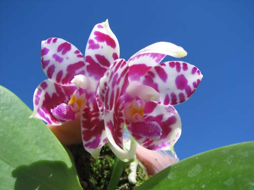 Phalaenopsis KS Red Zebra x (Texes Jewel-tetraspis)