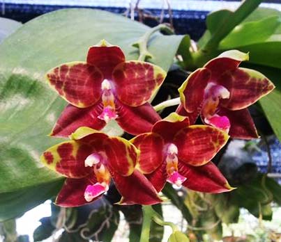 Phalaenopsis lueddemanniana x amboinensis