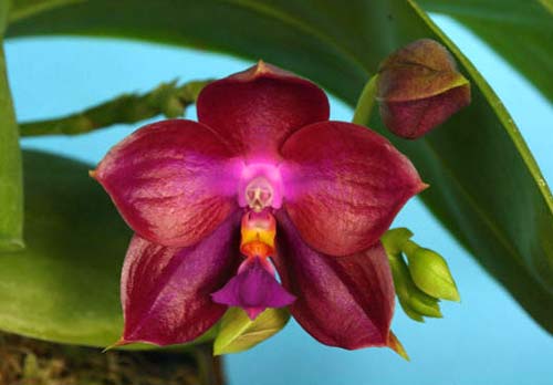 Phalaenopsis Meidarland Violacea Fanjocea 'MD' x Lea Maria Salazar
