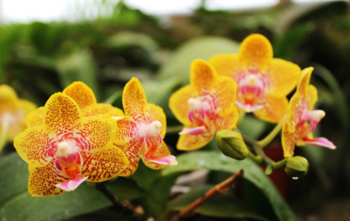 Phalaenopsis Nobby's Pumpkir 'JA4'