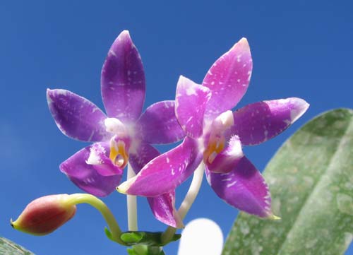 Phalaenopsis speciosa c-1 x violacea Sumatra