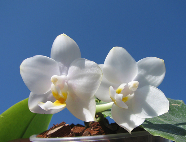 Phalaenopsis Tzu Chiang Chrisna