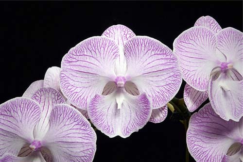 Phalaenopsis Yui-Pin Fire Work 'Big Lip'