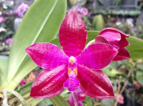 Phalaenopsis lueddemanniana 'KF#8'