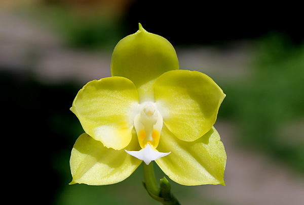 Phalaenopsis (Yaphon Goldlight x Yaphon Rose) x Joy Spring Canary