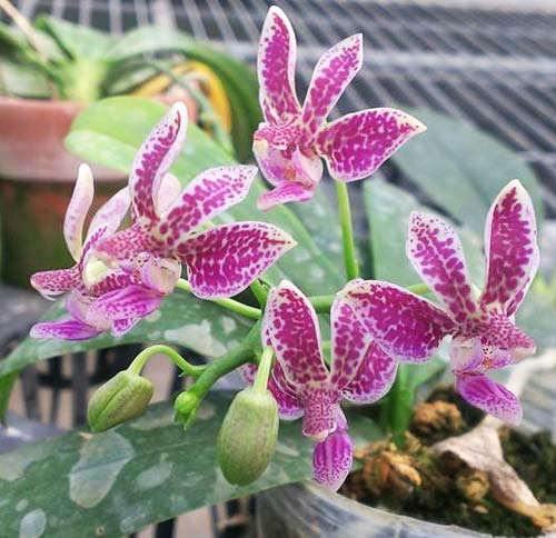 Phalaenopsis equestris alba x minus
