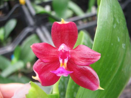 Phalaenopsis LD's Bear Queen x cornu cervi red
