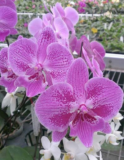Phalaenopsis Yu Pin Fire Works 'Big Lip' x OX Firebird