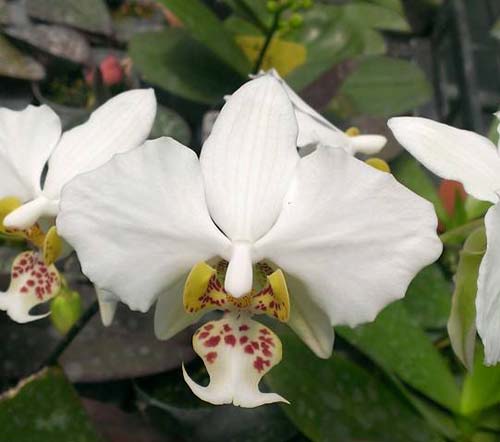 Phalaenopsis philippinensis x stuartiana var yellow