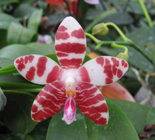 Phalaenopsis amboinensis yellow x Jennifer Palermo 'c-1'