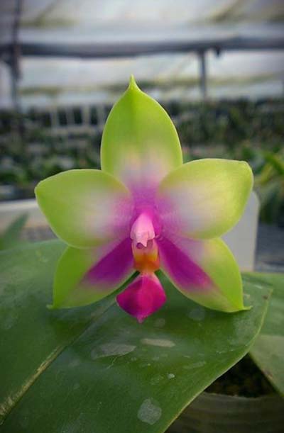 Phalaenopsis Nobby's Green Eagle 'Yaphon' x bellina