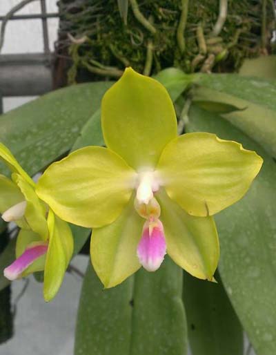 Phalaenopsis micholitzii 'green' x Yaphon Evergreen 'Yaphon'