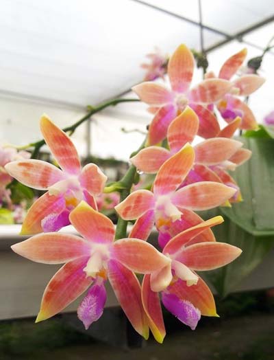 Phalaenopsis amboinensis yellow x corningiana 'CL'