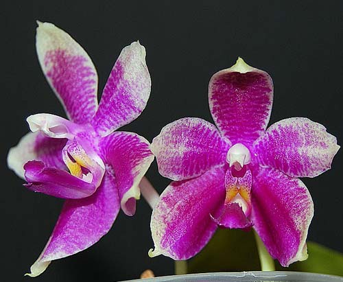 Phalaenopsis bellina x Crimson Cherub