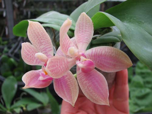 Phalaenopsis Zuma Garnet x corningiana