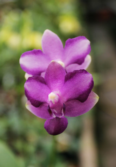 Phalaenopsis Purple Martin '4N' x Tying Shin Blue Jay 'blue'