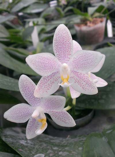 Phalaenopsis tetraspis alba x equestris alba