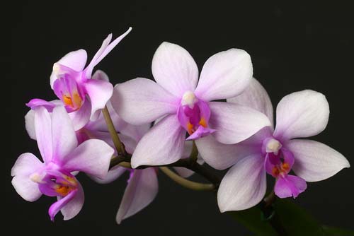 Phalaenopsis wilsonii x violacea