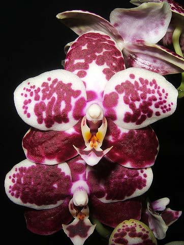 Phalaenopsis Brother Peoker 'BL' x gigantea