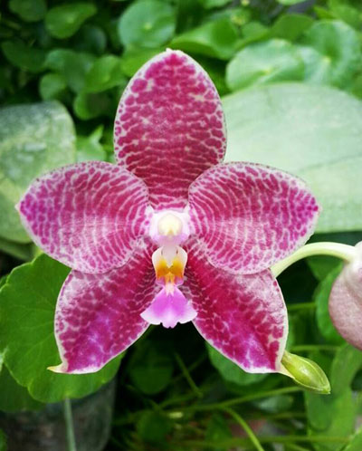 Phalaenopsis gigantea 'KF#8' x Ho's Kungfong Glory 'KF'