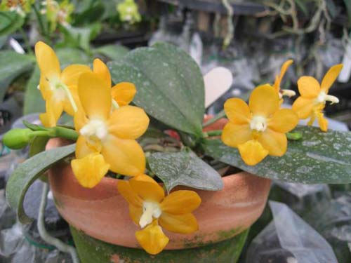 Phalaenopsis Liu's Gold Coin 'Yaphon'
