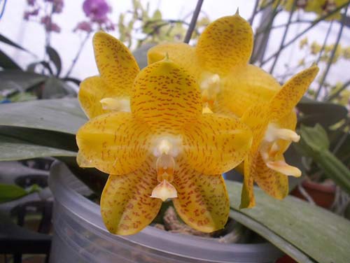 Phalaenopsis gigantea x LD's Bear King
