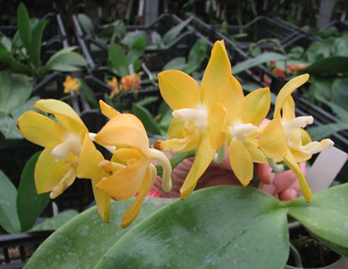 Phalaenopsis Nobby's Green Eagle 'Yaphon'