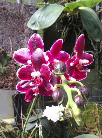 Phalaenopsis gigantea x Golden Peoker 'BL'