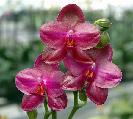 Phalaenopsis Sentra x Black Eagle