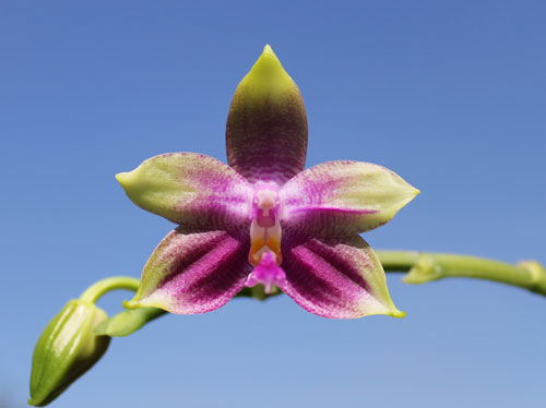 Phalaenopsis Yaphon Oh My God (Phal. KS Happy Eagle x tetraspis C1)