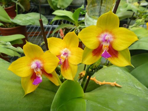 Phalaenopsis Ld's Bear King 'Golden King'