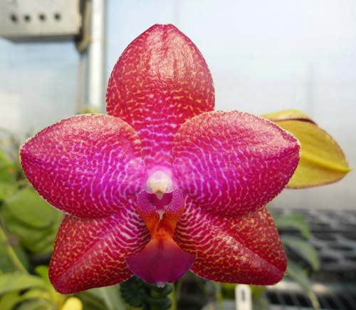 Phalaenopsis Mituo Sun 'Mituo#1' x Dragon Tree Eagle