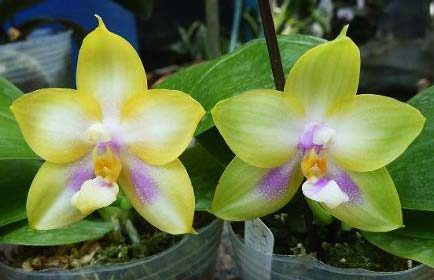 Phalaenopsis Yungho Gelb Canary x Ld's Bear Queen