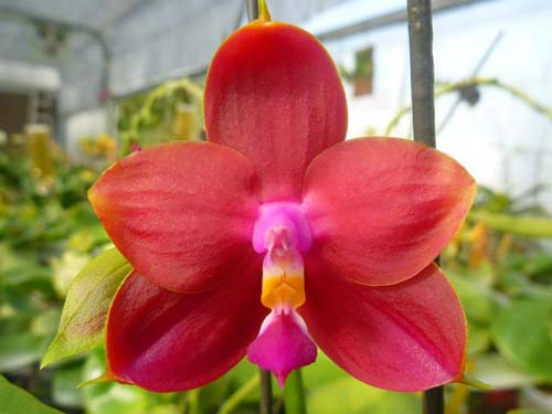 Phalaenopsis Ld's Bear King 'RK-3'