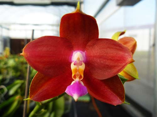 Phalaenopsis Ld's Bear King 'RK-4'