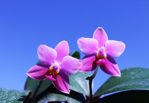 Phalaenopsis Mituo Cake 'Red'