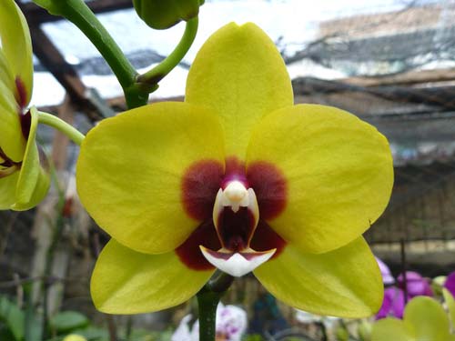 Phalaenopsis Mituo Golden 'M-2'