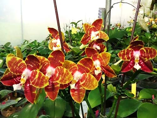 Phalaenopsis (Sogo Hollywood x venosa) x Hannover Passion