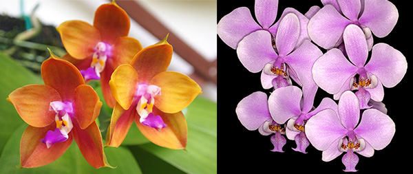 Phalaenopsis schilleriana x Ld's Bear King