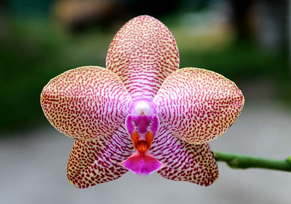 Phalaenopsis Mituo King