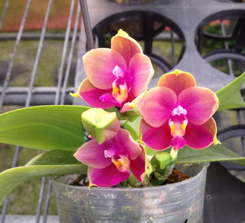 Phalaenopsis Ld Emerald Bear